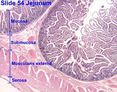 Duodenum Jejunum Ileum Histology